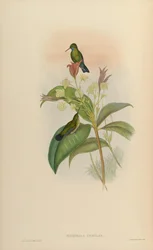 Eucephala caerula